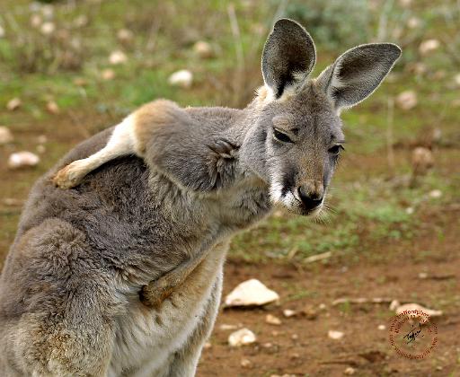 Kangaroo 9L12D-15.JPG